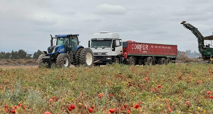 “Hacemos el mejor tomate de Argentina”
